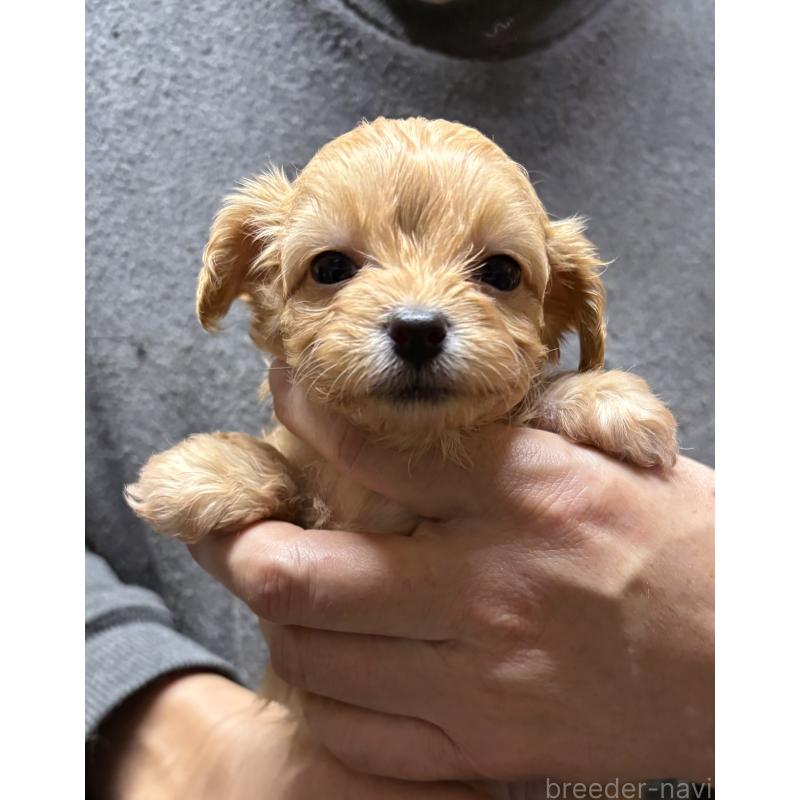 成約済の兵庫県のチワプー:チワワ×トイプードル-435825の1枚目