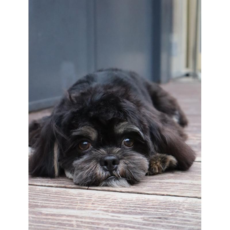 販売中の山口県のチワズー:チワワ×シーズー-409720の3枚目