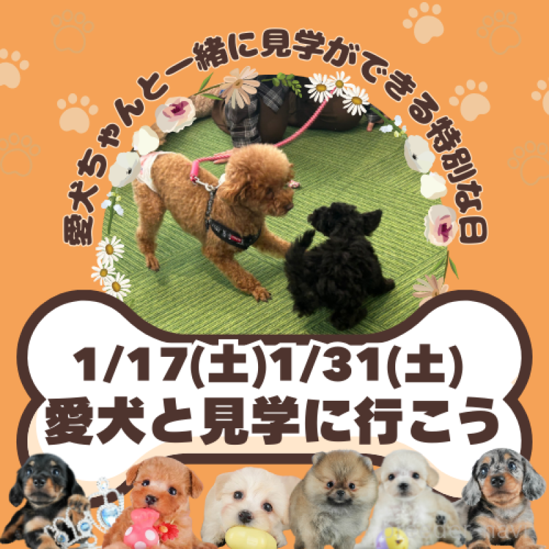 販売中の茨城県のミックス犬-428560の4枚目