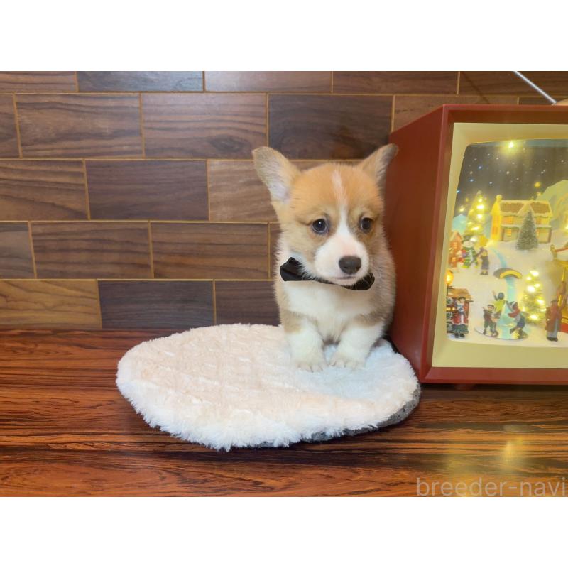 販売中の岐阜県のウェルシュコーギーペンブローク-436696の13枚目