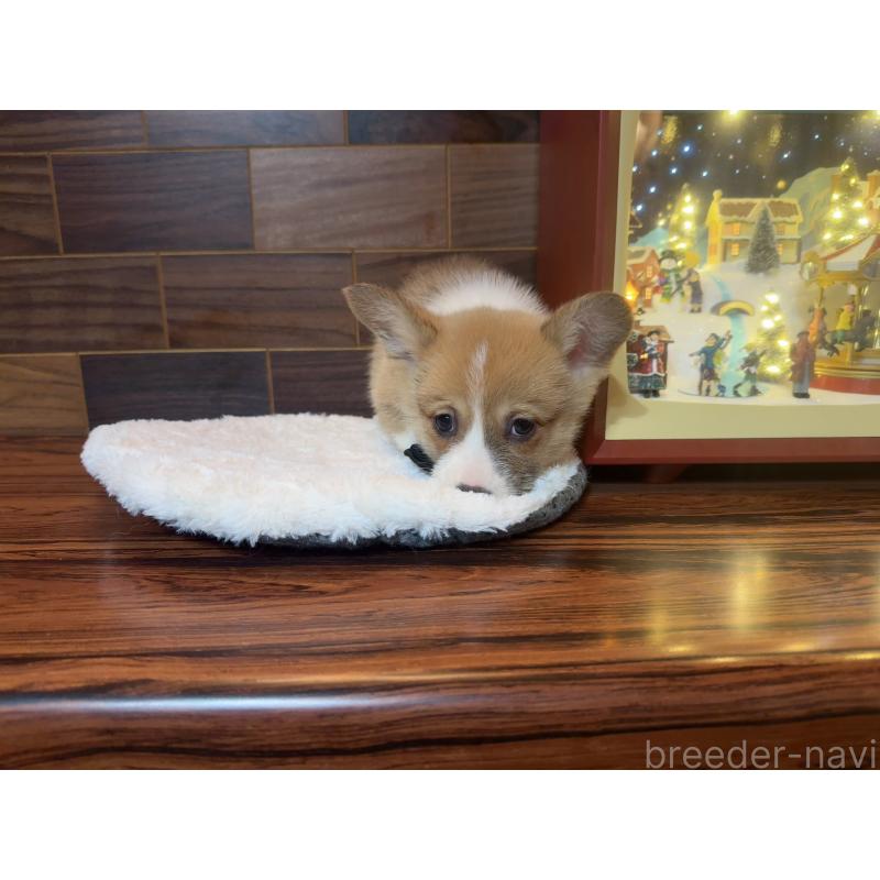 販売中の岐阜県のウェルシュコーギーペンブローク-436696の12枚目