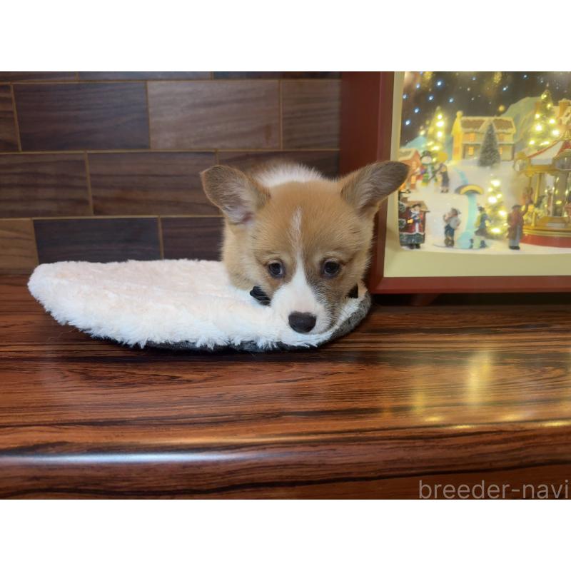 販売中の岐阜県のウェルシュコーギーペンブローク-436696の7枚目