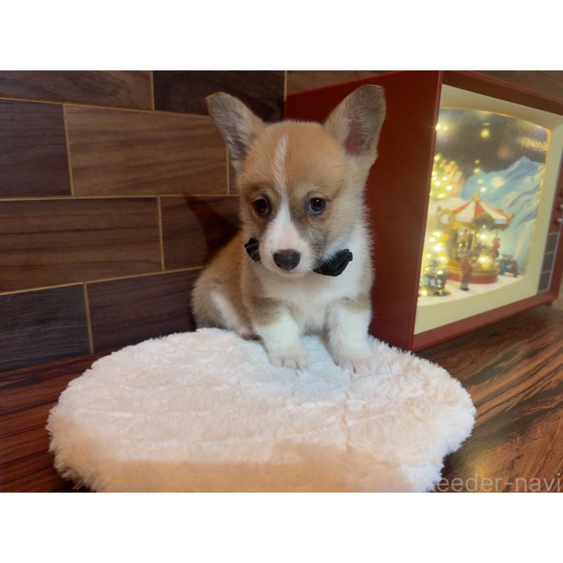 販売中の岐阜県のウェルシュコーギーペンブローク-436696の6枚目