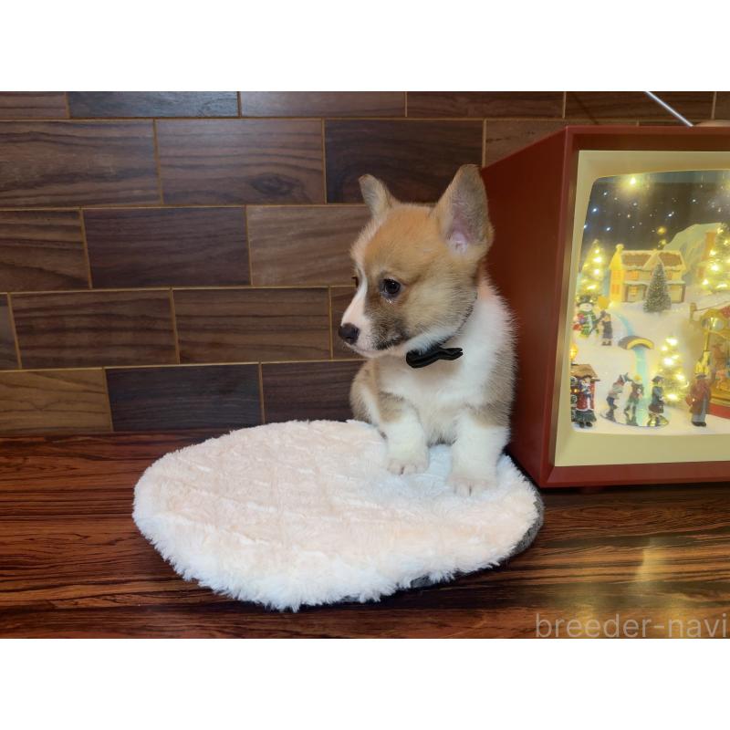 販売中の岐阜県のウェルシュコーギーペンブローク-436696の5枚目