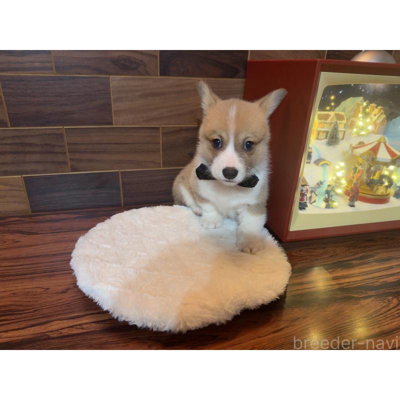 販売中の岐阜県のウェルシュコーギーペンブローク-436696の4枚目