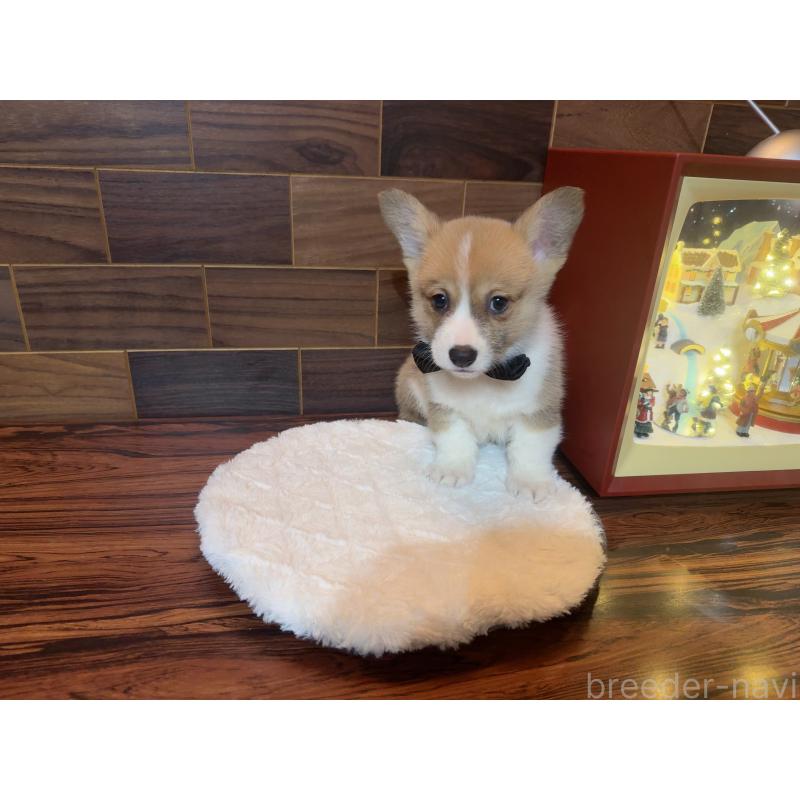 販売中の岐阜県のウェルシュコーギーペンブローク-436696の3枚目