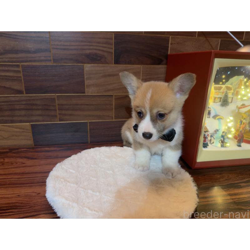 販売中の岐阜県のウェルシュコーギーペンブローク-436696の2枚目