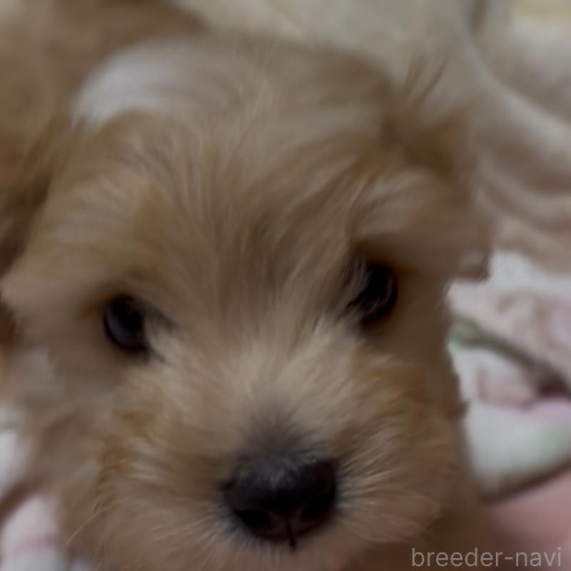 販売中の熊本県のミックス犬-425309の2枚目