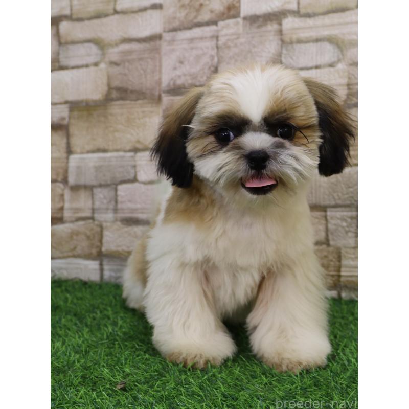 販売中の山口県のシーズー-431507の9枚目