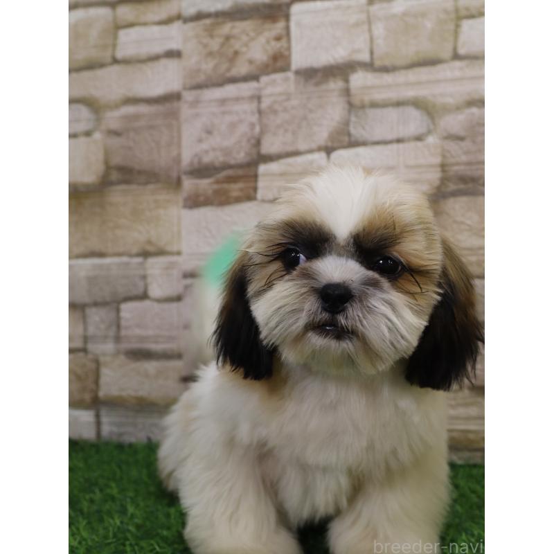 販売中の山口県のシーズー-431507の8枚目