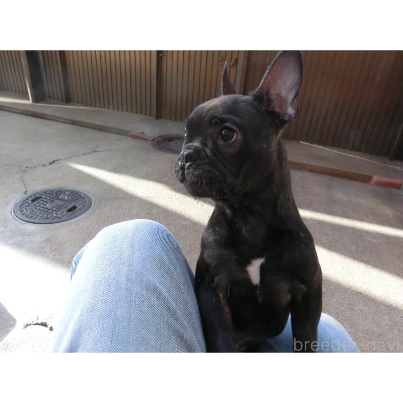販売中の兵庫県のフレンチブルドッグ-421544の5枚目