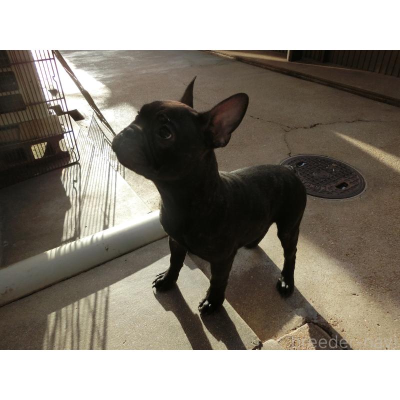 販売中の兵庫県のフレンチブルドッグ-421544の4枚目
