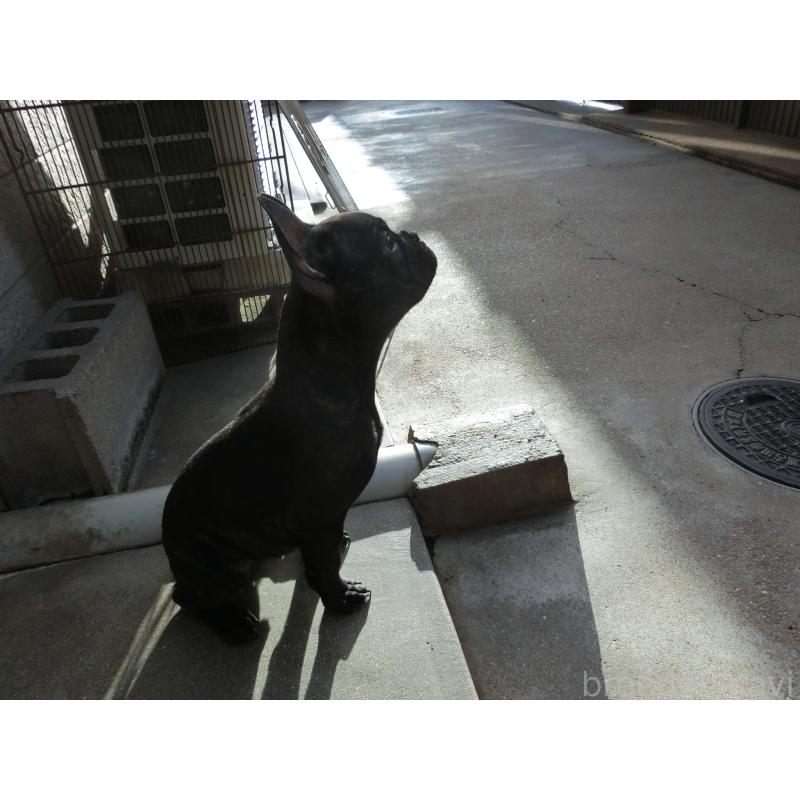 販売中の兵庫県のフレンチブルドッグ-421544の3枚目