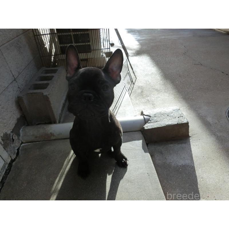 販売中の兵庫県のフレンチブルドッグ-421544の2枚目