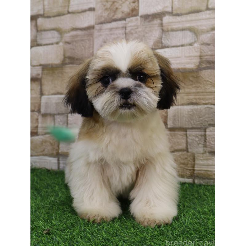 販売中の山口県のシーズー-431507の7枚目