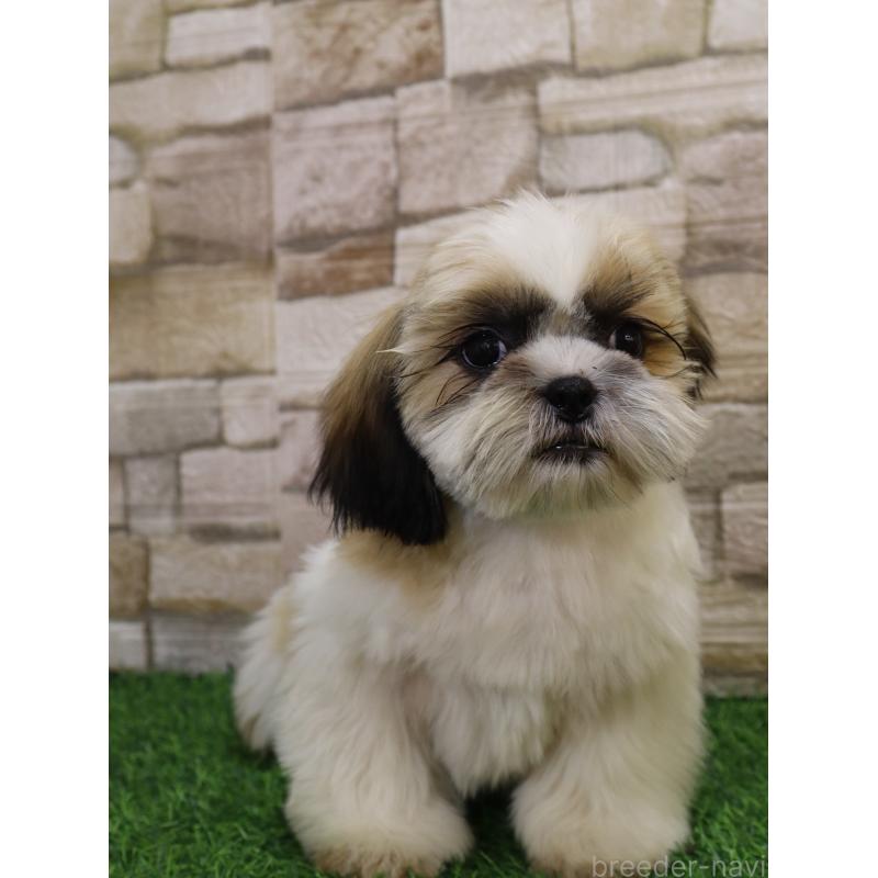 販売中の山口県のシーズー-431507の4枚目