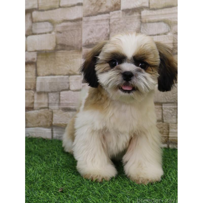 販売中の山口県のシーズー-431507の3枚目