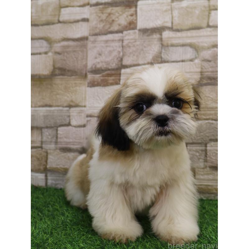 販売中の山口県のシーズー-431507の2枚目