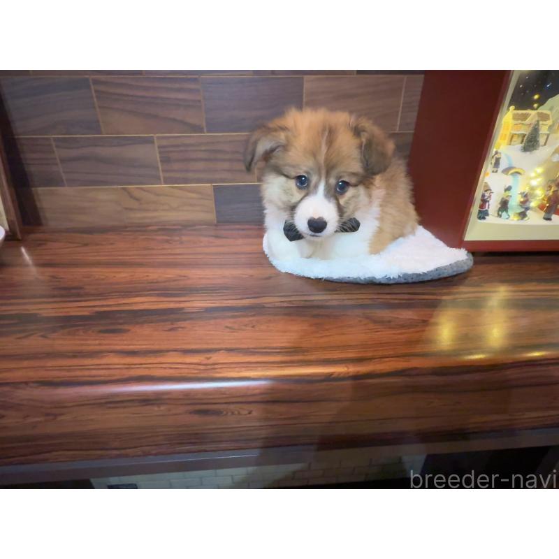 販売中の岐阜県のウェルシュコーギーペンブローク-436698の13枚目