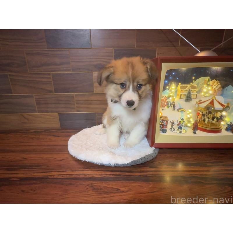販売中の岐阜県のウェルシュコーギーペンブローク-436698の12枚目