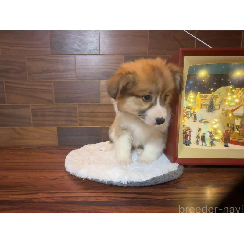 販売中の岐阜県のウェルシュコーギーペンブローク-436698の11枚目