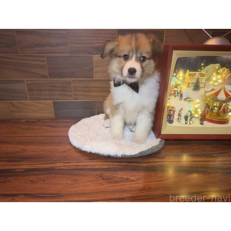 販売中の岐阜県のウェルシュコーギーペンブローク-436698の9枚目