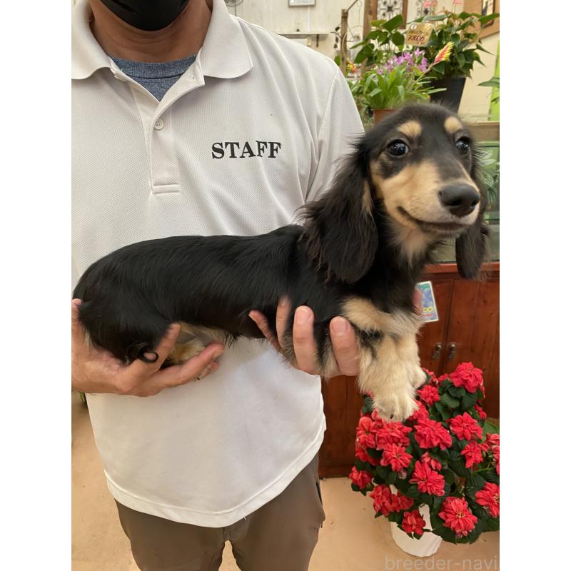 販売中の沖縄県のミニチュアダックスフンド(ロングヘアード)-436699の5枚目