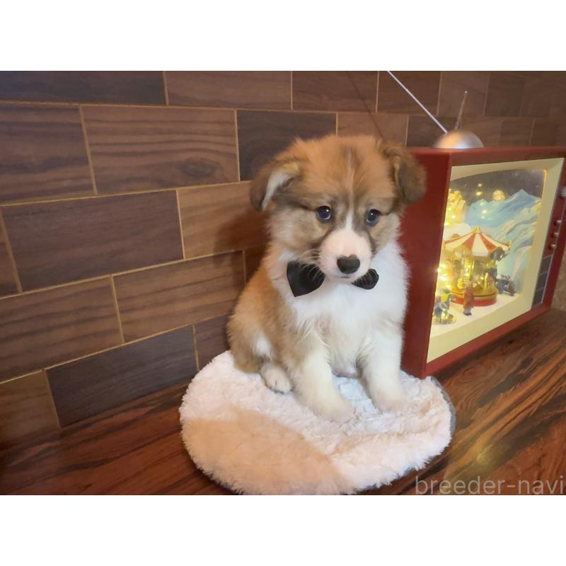 販売中の岐阜県のウェルシュコーギーペンブローク-436698の6枚目