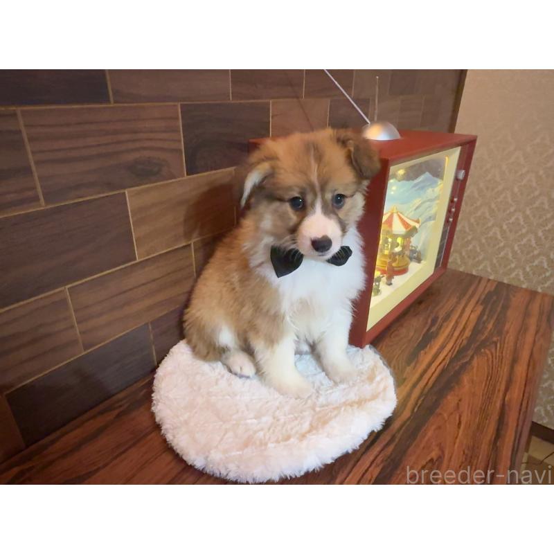 販売中の岐阜県のウェルシュコーギーペンブローク-436698の5枚目