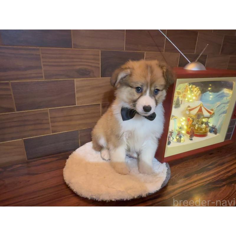 販売中の岐阜県のウェルシュコーギーペンブローク-436698の4枚目