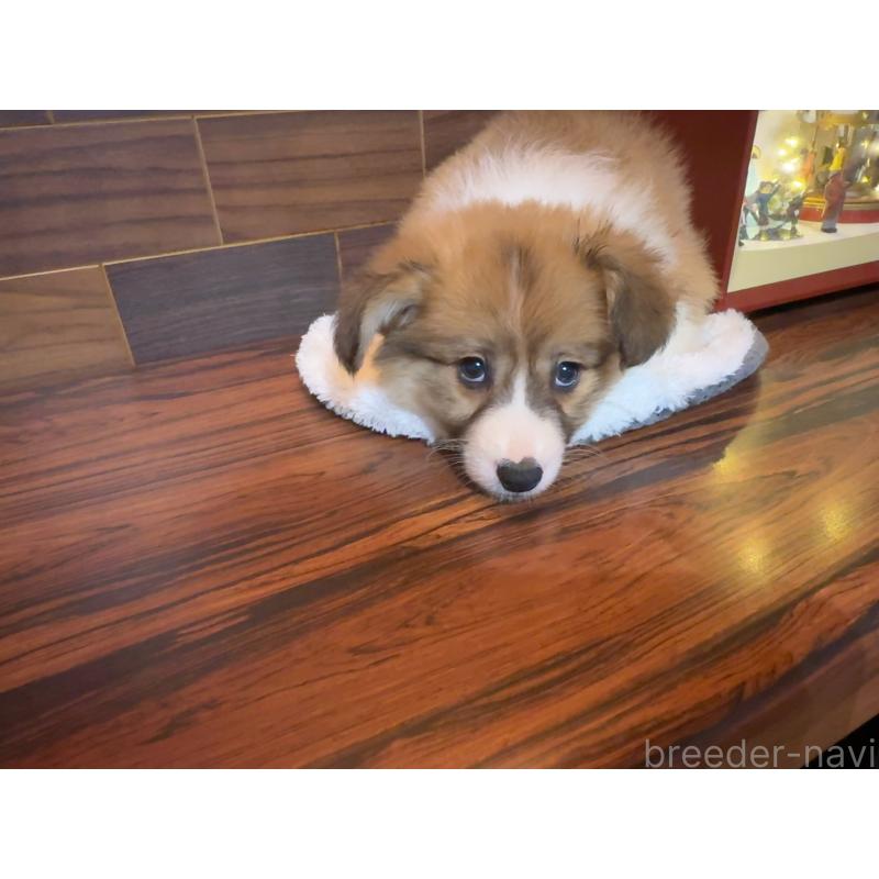 販売中の岐阜県のウェルシュコーギーペンブローク-436698の3枚目