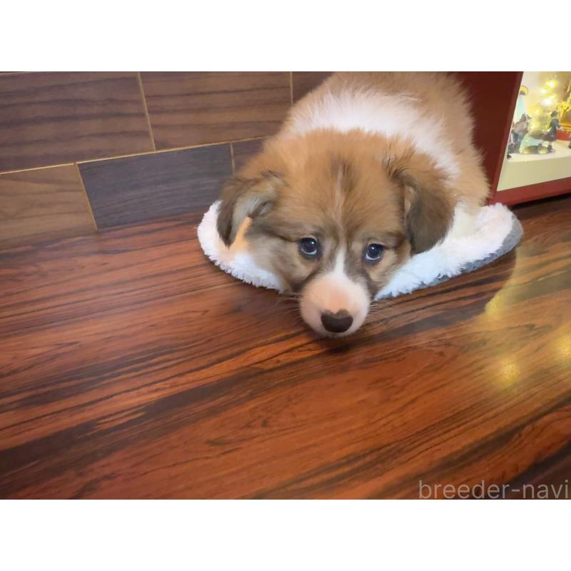 販売中の岐阜県のウェルシュコーギーペンブローク-436698の2枚目