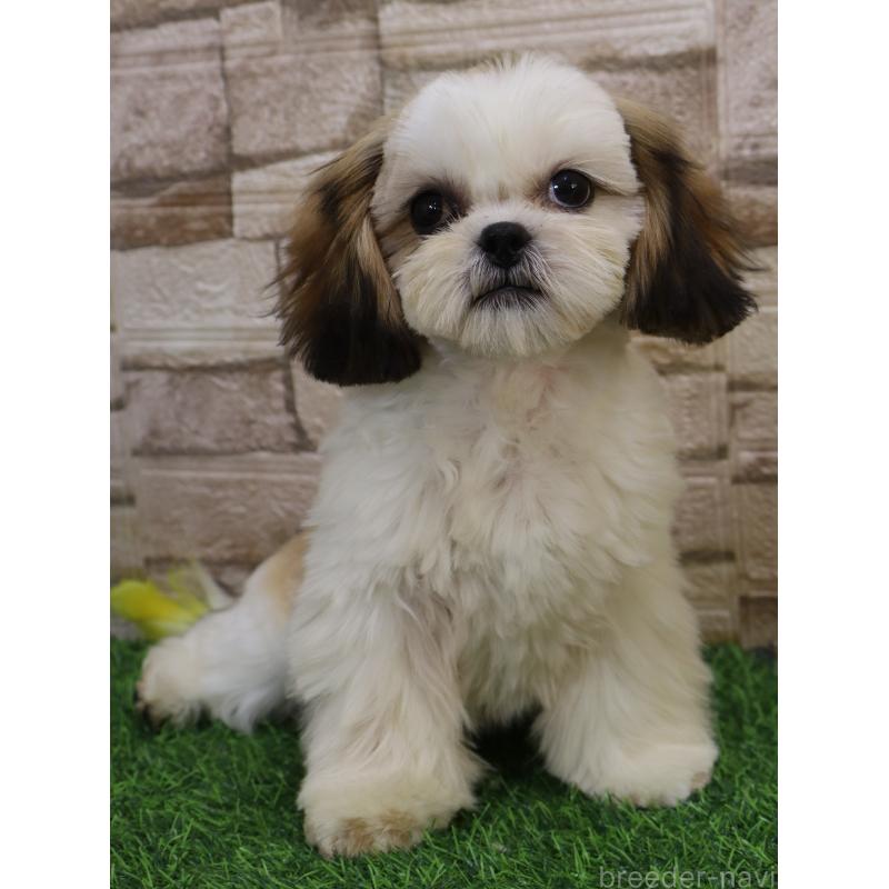 販売中の山口県のシーズー-436700の6枚目