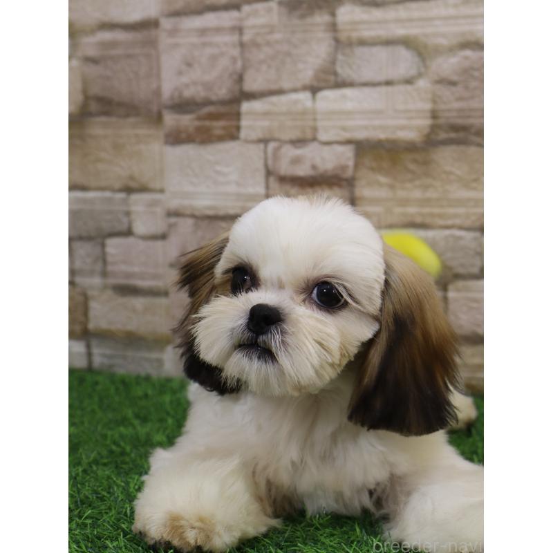 販売中の山口県のシーズー-436700の5枚目