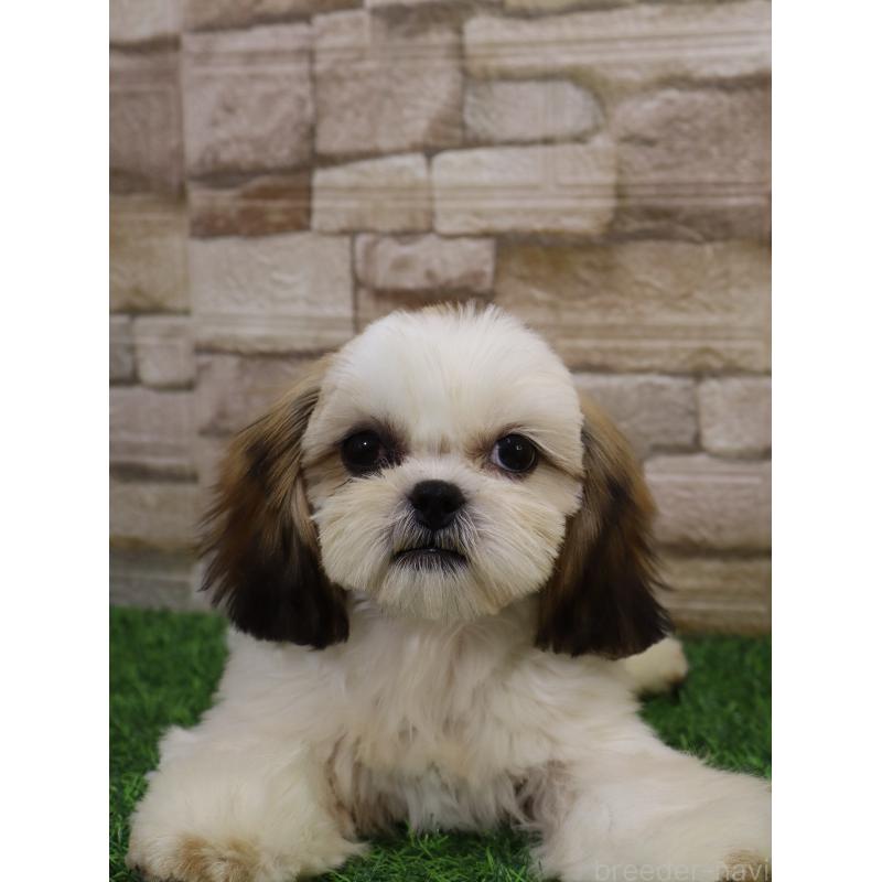 販売中の山口県のシーズー-436700の4枚目