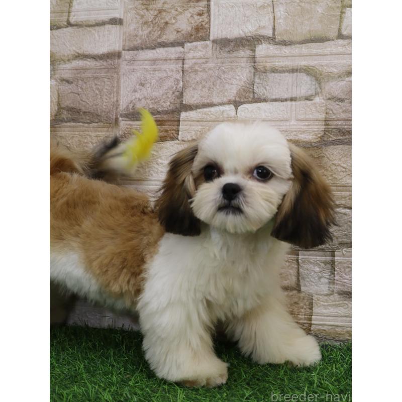 販売中の山口県のシーズー-436700の3枚目