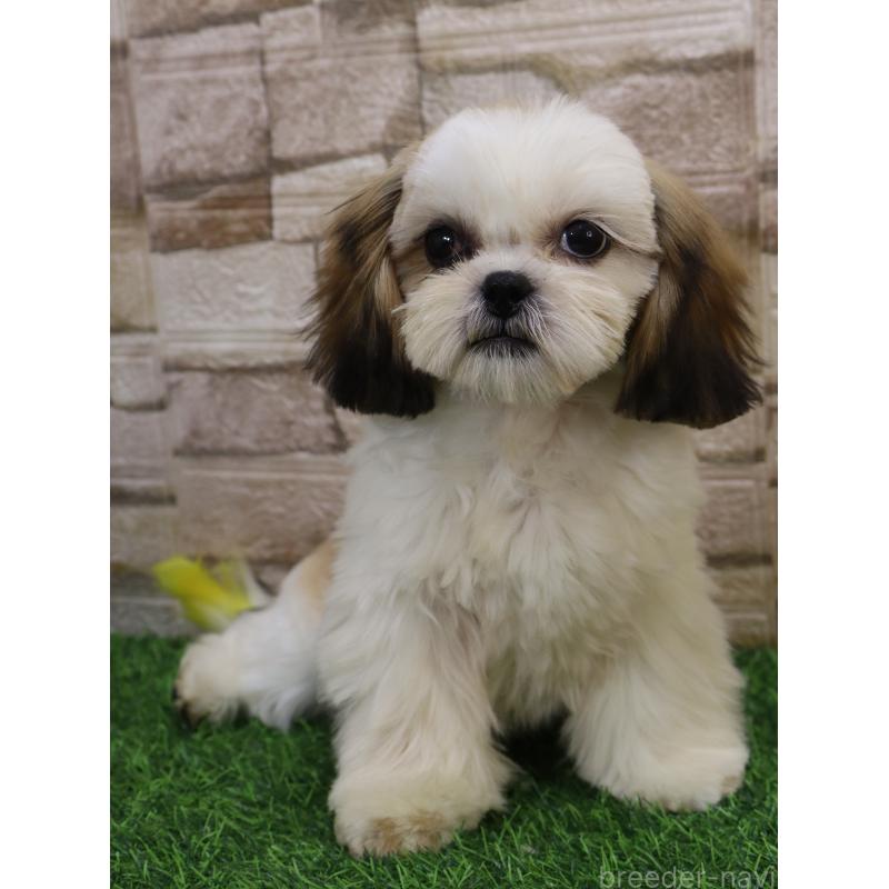 販売中の山口県のシーズー-436700の2枚目