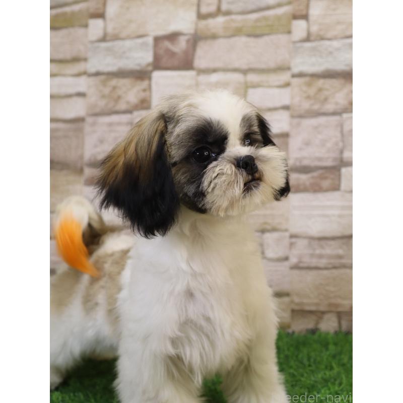 販売中の山口県のシーズー-436702の5枚目