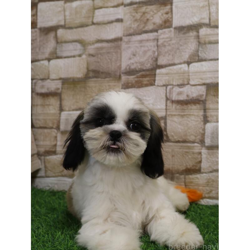 販売中の山口県のシーズー-436702の4枚目