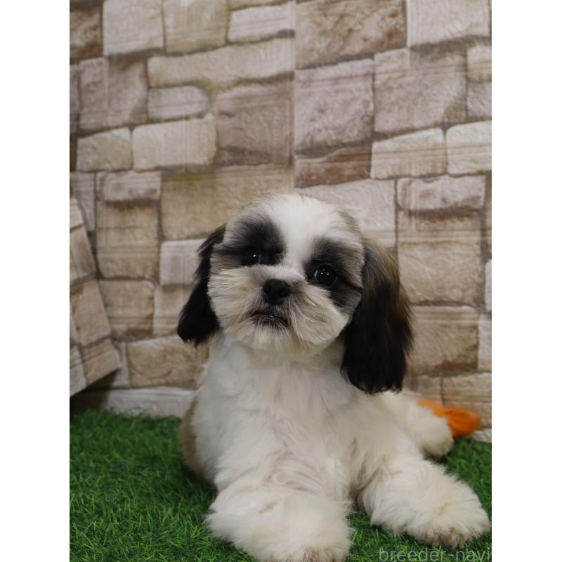 販売中の山口県のシーズー-436702の3枚目