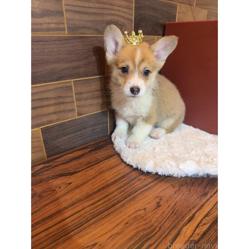 販売中の岐阜県のウェルシュコーギーペンブローク-436703の12枚目