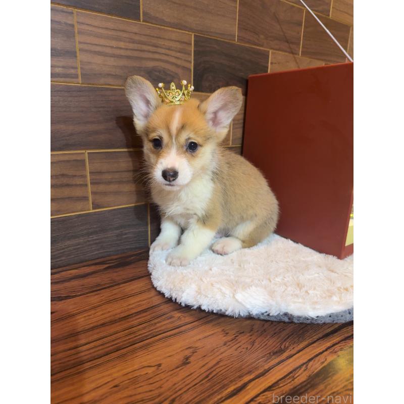 販売中の岐阜県のウェルシュコーギーペンブローク-436703の11枚目