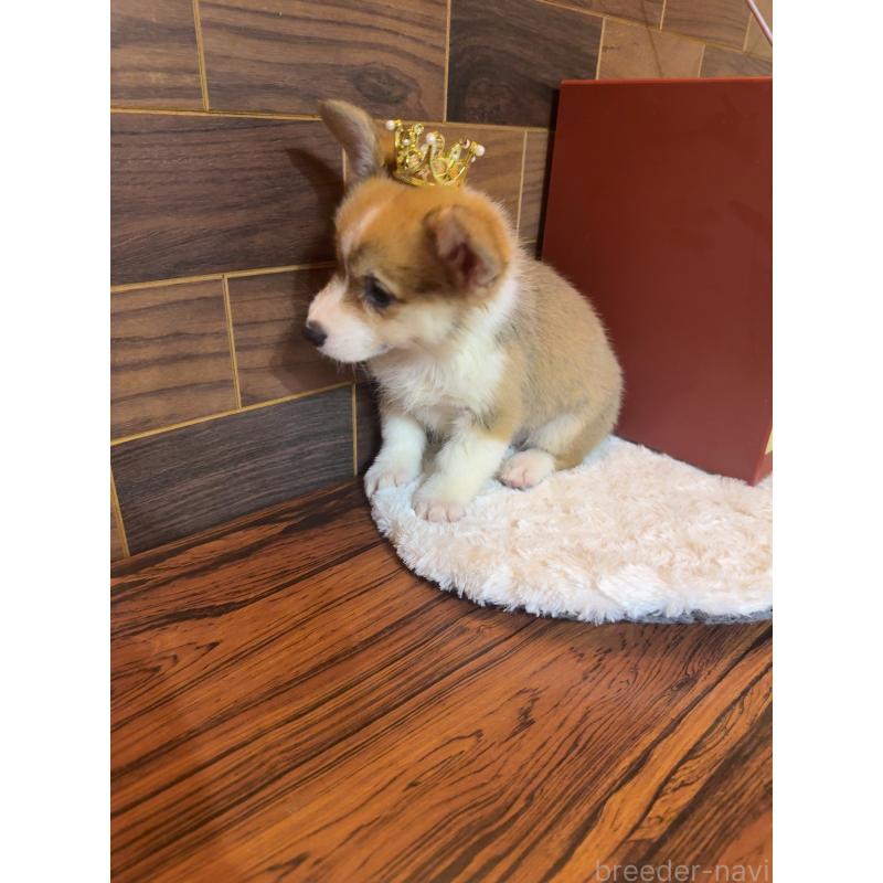 販売中の岐阜県のウェルシュコーギーペンブローク-436703の9枚目