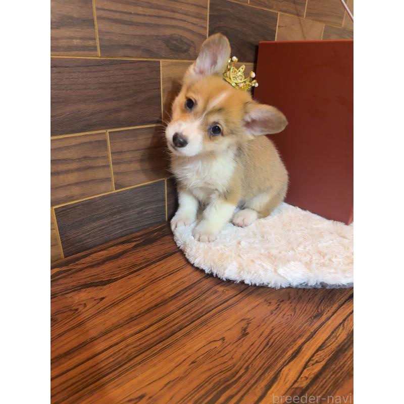 販売中の岐阜県のウェルシュコーギーペンブローク-436703の8枚目