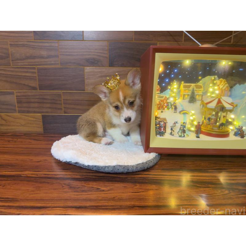 販売中の岐阜県のウェルシュコーギーペンブローク-436703の7枚目