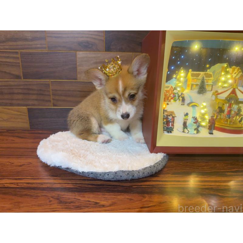 販売中の岐阜県のウェルシュコーギーペンブローク-436703の5枚目