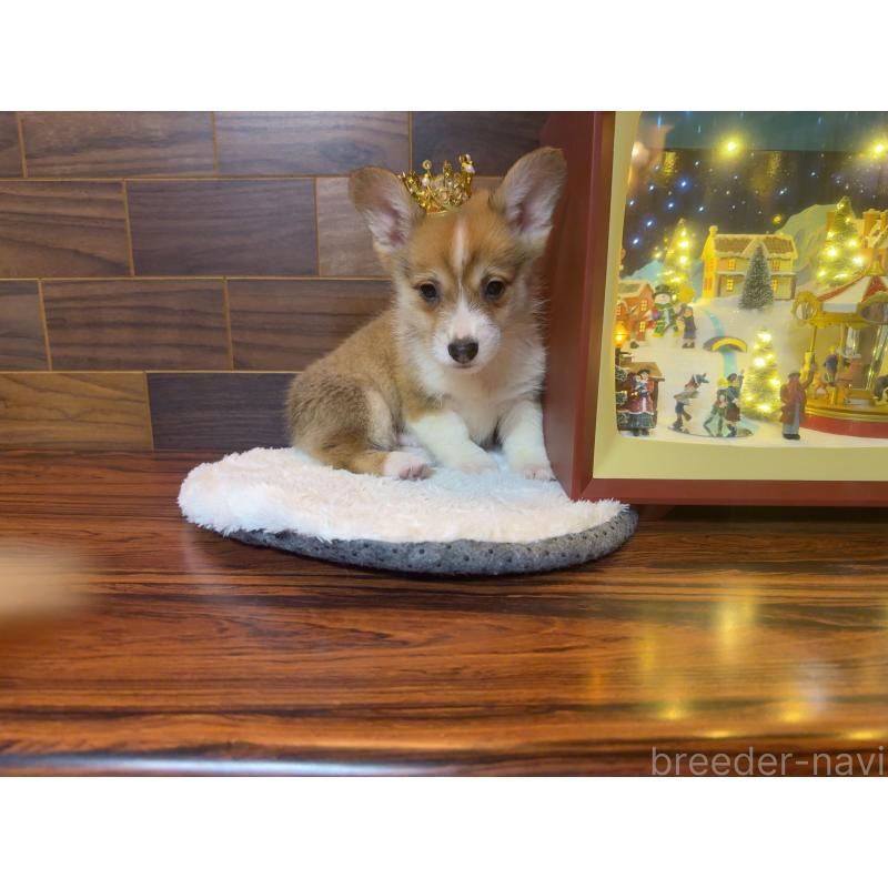 販売中の岐阜県のウェルシュコーギーペンブローク-436703の4枚目