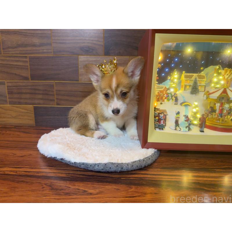 販売中の岐阜県のウェルシュコーギーペンブローク-436703の3枚目