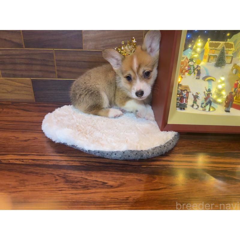 販売中の岐阜県のウェルシュコーギーペンブローク-436703の2枚目