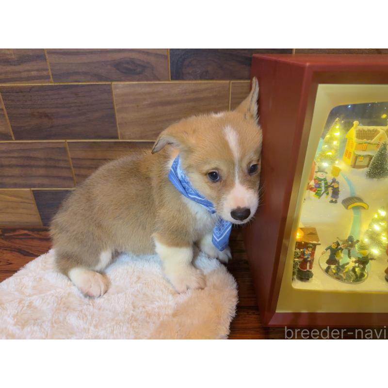 販売中の岐阜県のウェルシュコーギーペンブローク-436714の10枚目